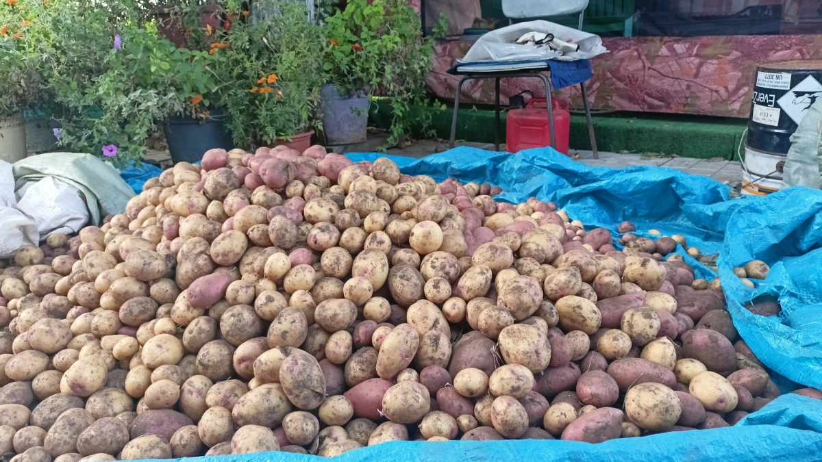 Сорта картофеля по-настоящему устойчивого к фитофторе - подходит для пюре, запекания и жарки