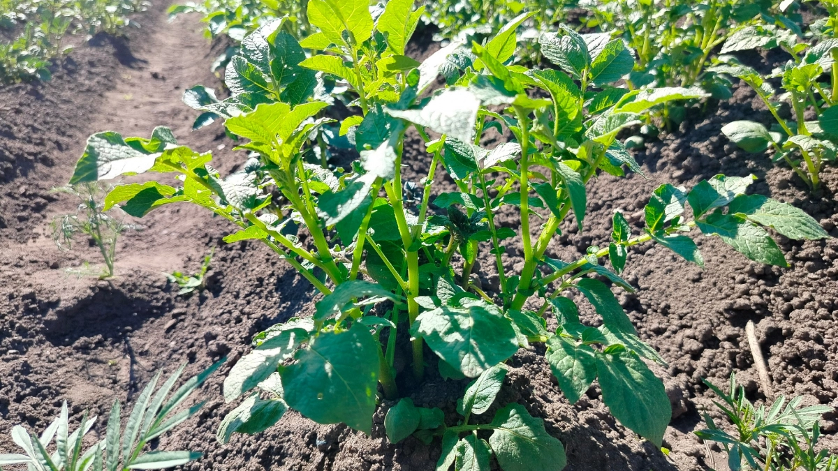 1 горсть в лунку - и картофель вырастает с грейпфрут: богатый урожай обеспечен