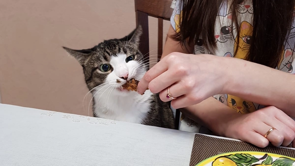 Как кошка показывает, что считает вас своей "мамой" или "папой": основные признаки