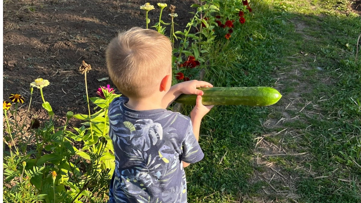 Не сорт, а мечта: этот раннеспелый огурец ударно плодоносит даже в Сибири - посадил и растет