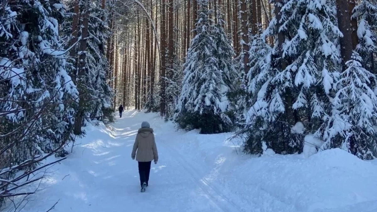 Черные усачи не дали вывезти 35 кубометров кировской древесины в Чувашию