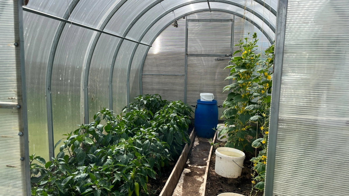 Закопал в теплице 20 пятилитровых бутылок - томаты пируют всю весну: корни длиннее в 3 раза, капельный полив в прошлом