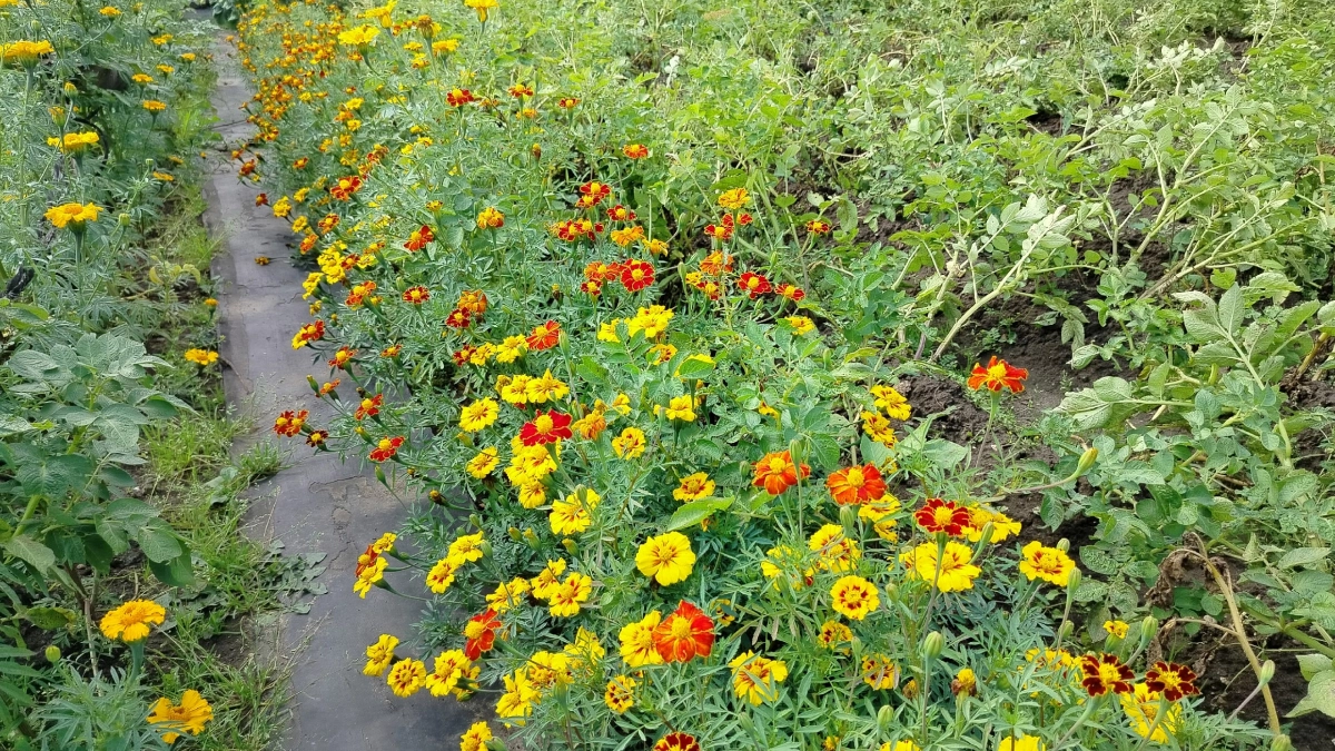 Не сажайте бархатцы на своем огороде - и вот почему: садоводы уже отказываются от этой затеи