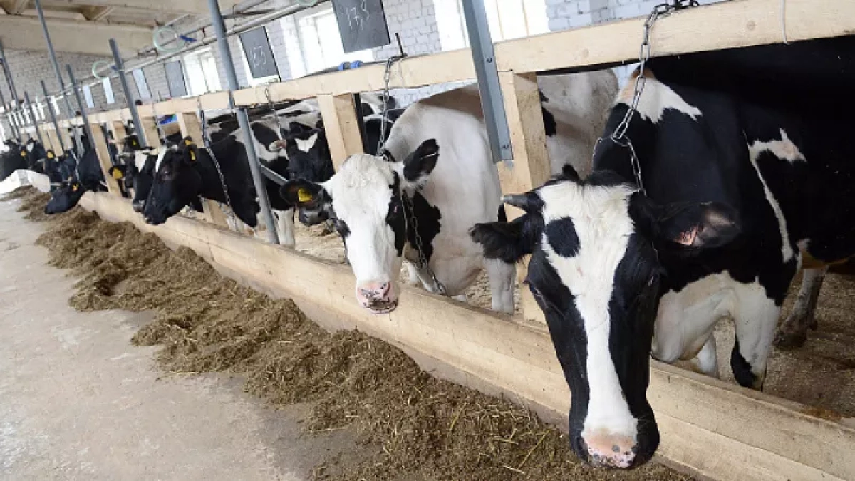 В Кировской области определили район с самыми "молочными" коровами