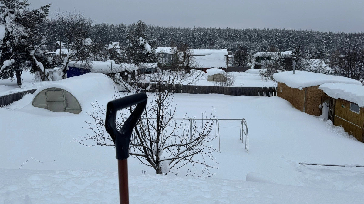 Миска крупы вместо 10 кг навоза: кидаем даже на выпавший снег - весной земля мягче шелка