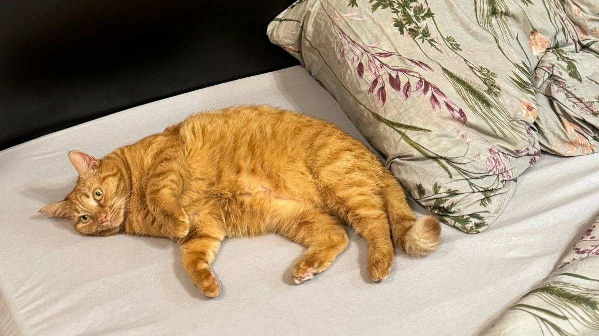 Так делали еще наши предки: положите чеснок под подушку - утром удивитесь результату