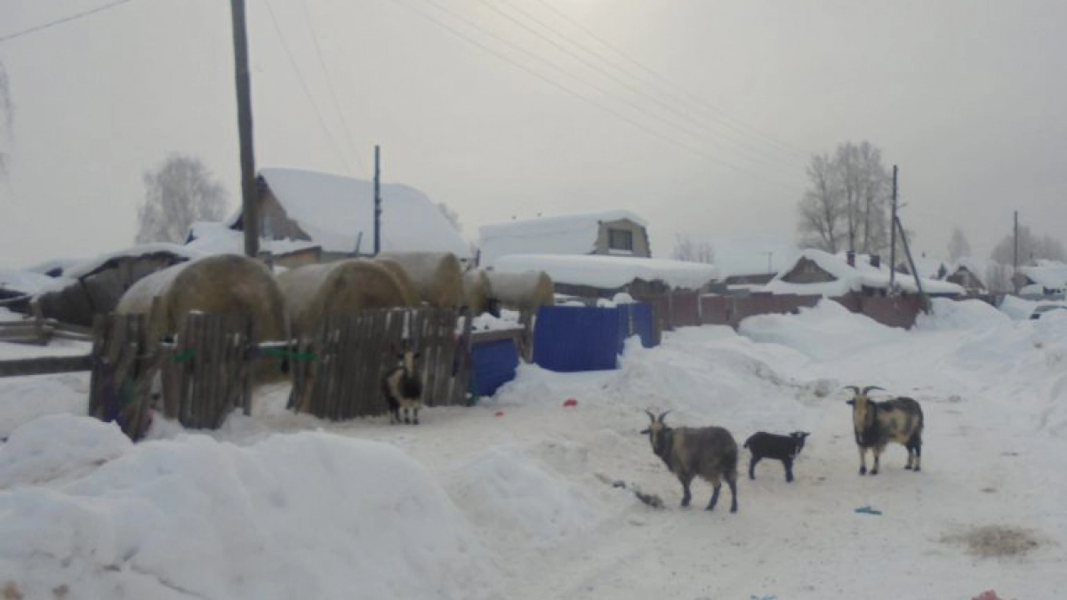 Под Кировом женщина выпустила на дорогу 12 коз и поплатилась
