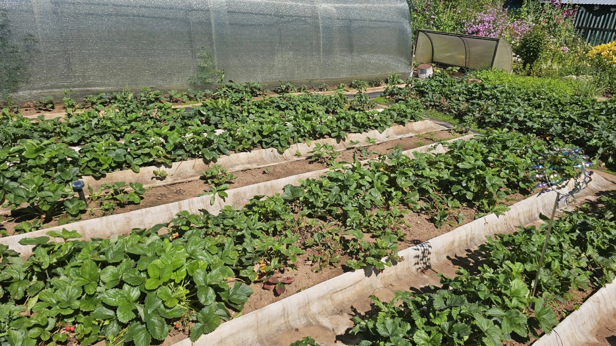 Наконец нашел идеальное решение, чем закрыть дорожки между грядок в огороде - бюджетный способ, и сорняки больше не надоедают