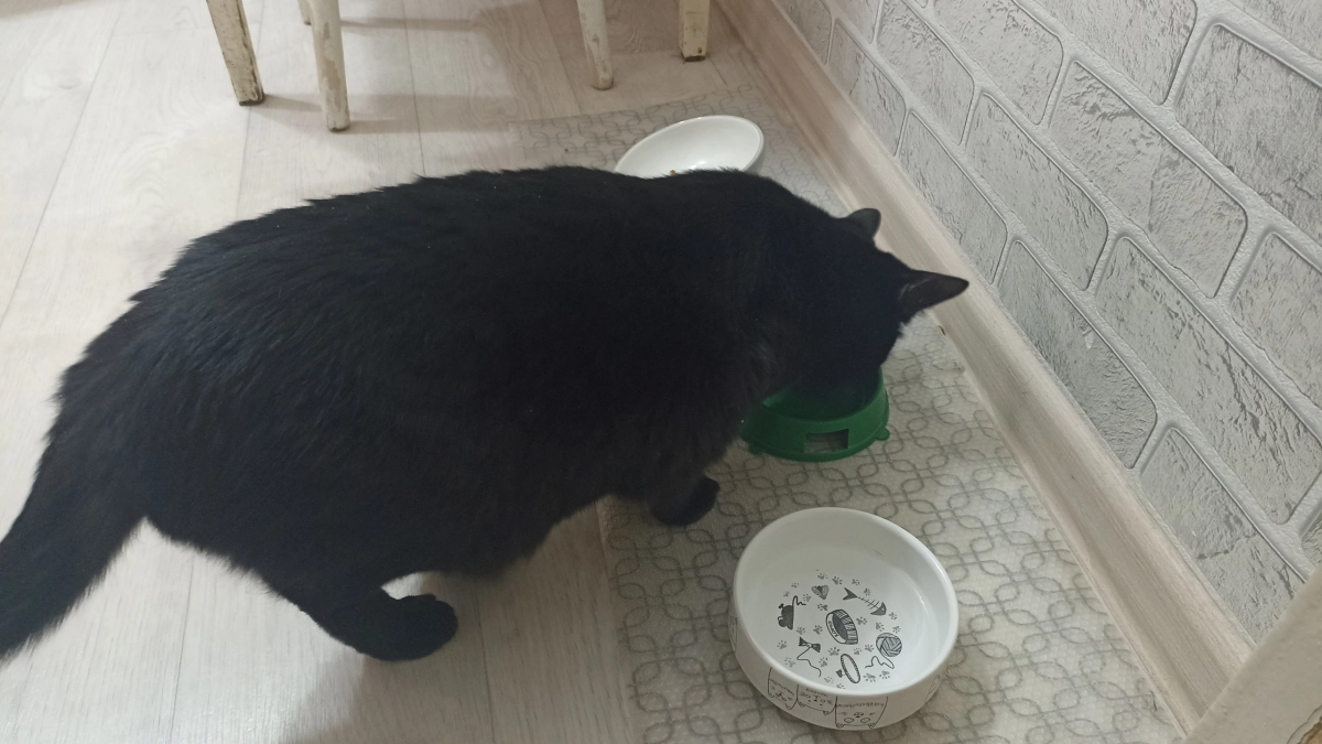 Не 1 и не 3 раза: сколько раз в день нужно кормить кошку - запомните на всю жизнь