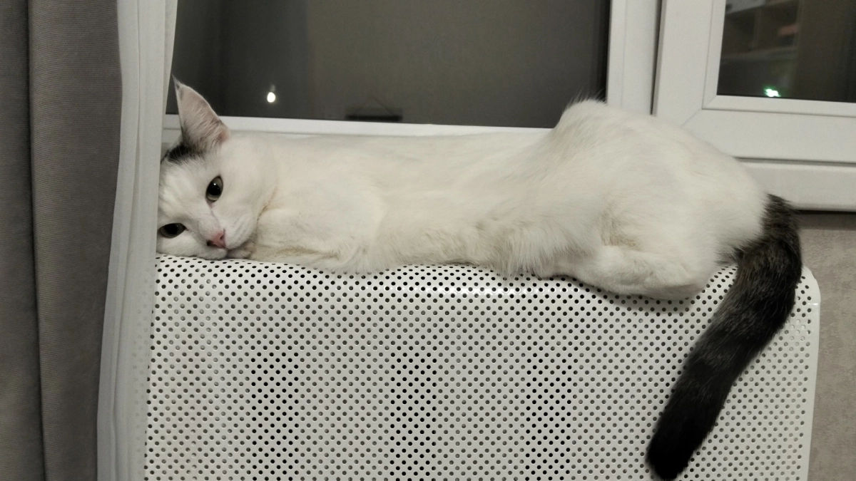 Какие знаки подают кошки перед приходом в дом большой беды