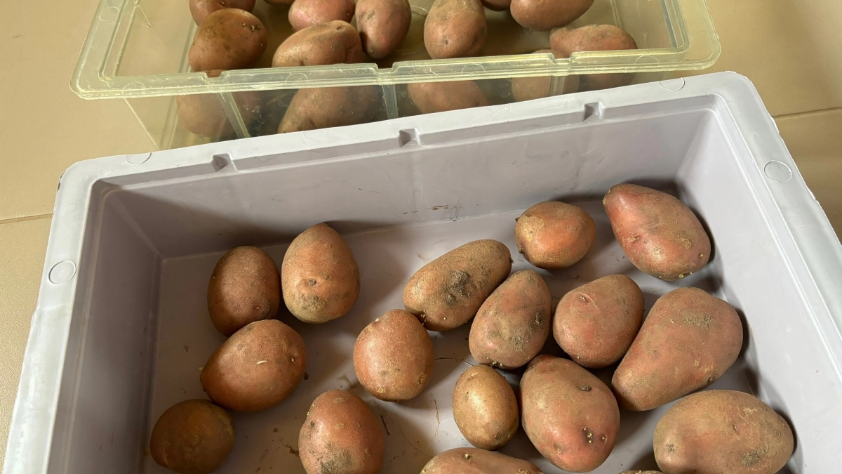 Сею только 2 сорта картофеля: дают самый вкусный урожай - не дрябнут целый год, идеальны под пюрешку