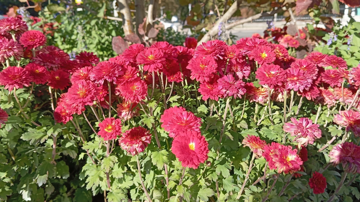 Многолетники редкой красоты без всяких прихотей: растут сами по себе и радуют глаз до самых морозов