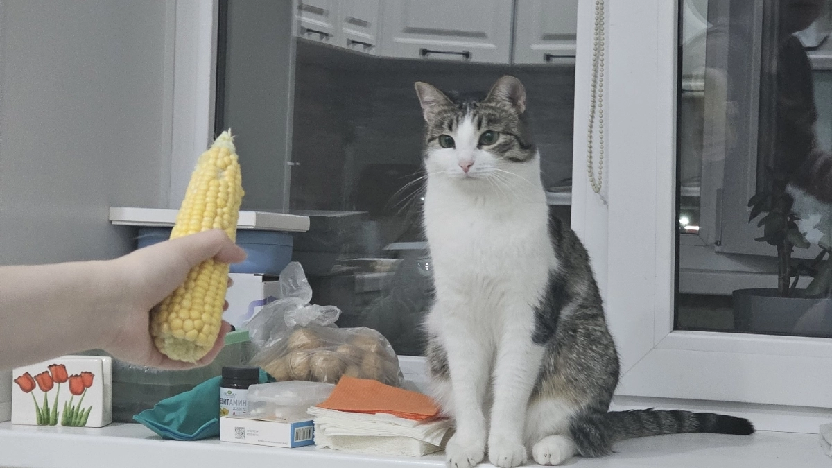 Почему нельзя смотреть в глаза кошке - должны знать все кошатники