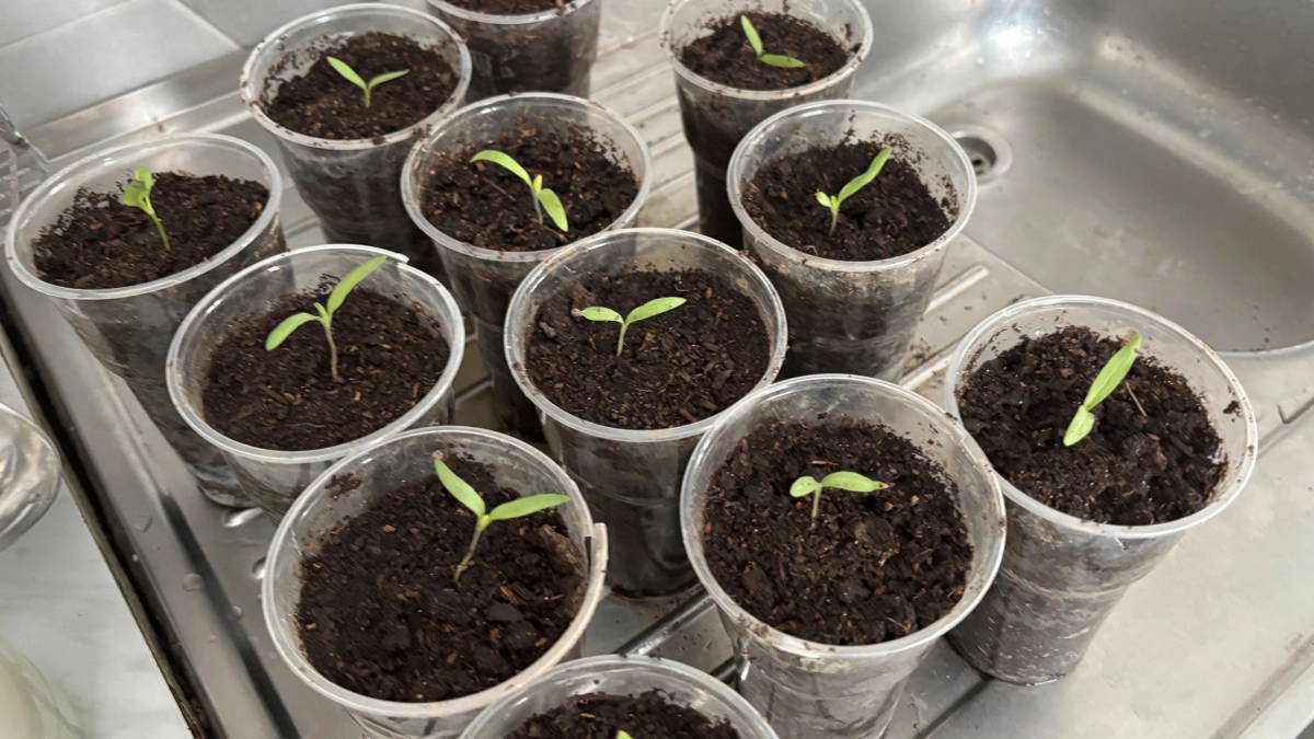 Рассада в марте молит об этой подкормке: всего 1 капля на 3 литра - огромная польза за пару копеек