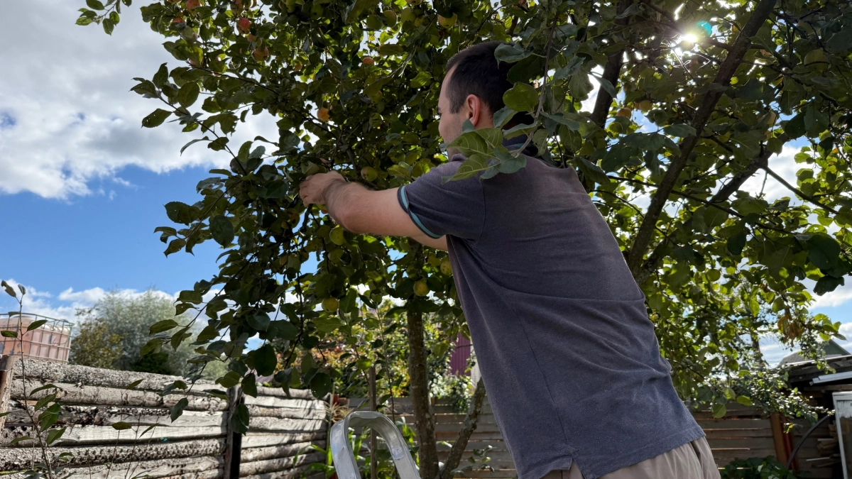 700 граммов на 10 литров - и монилиоза не будет: вот чем обрабатываю яблони весной - больше никаких гнилых яблок