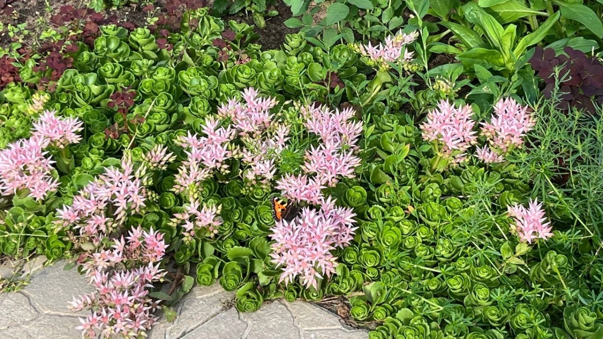 Какие многолетние цветы выбрать для клумбы в саду: подборка на все сезоны