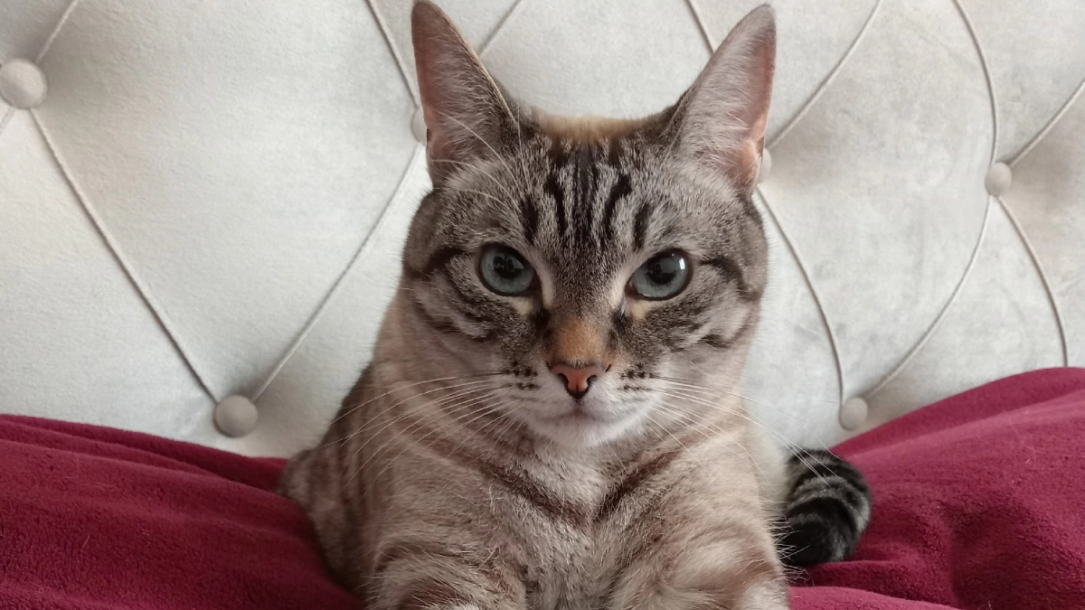 Можно ли размачивать сухой корм для кошек: ветеринары говорят - да, и вот почему