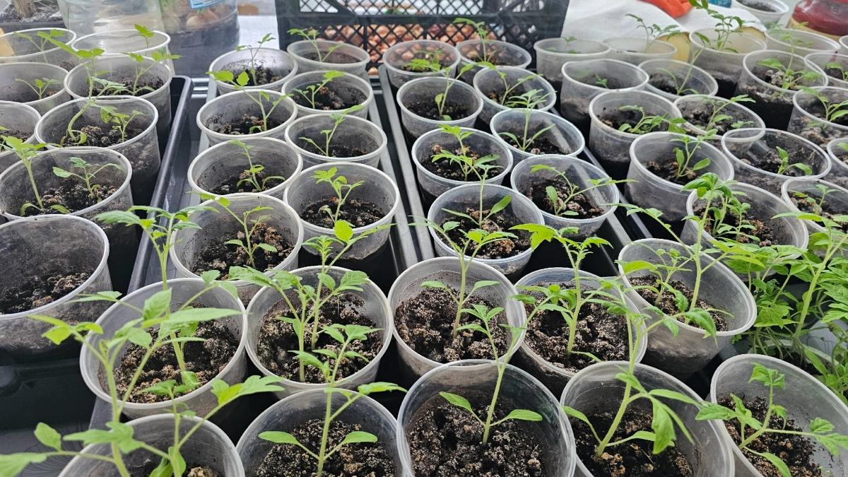 Рассада укрепится на глазах: 2 таблетки на 1 литр - и перцы с томатами станут мощными и стойкими