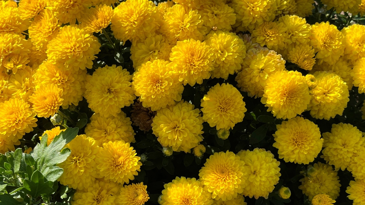 Цветет дважды в сезон: многолетник, который заставит соседей завидовать - соцветия как яркие салюты