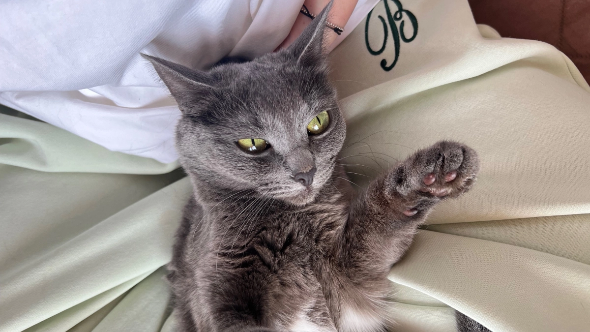 Эти кошки никогда не линяют, не пахнут и не болеют - 4 лучшие породы