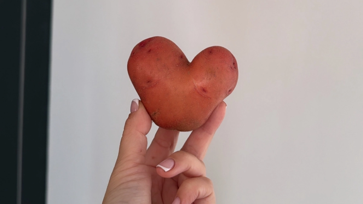 Срезала 1,5 см на картошке в апреле - и забыла про "горох": урожай вырос до 40%