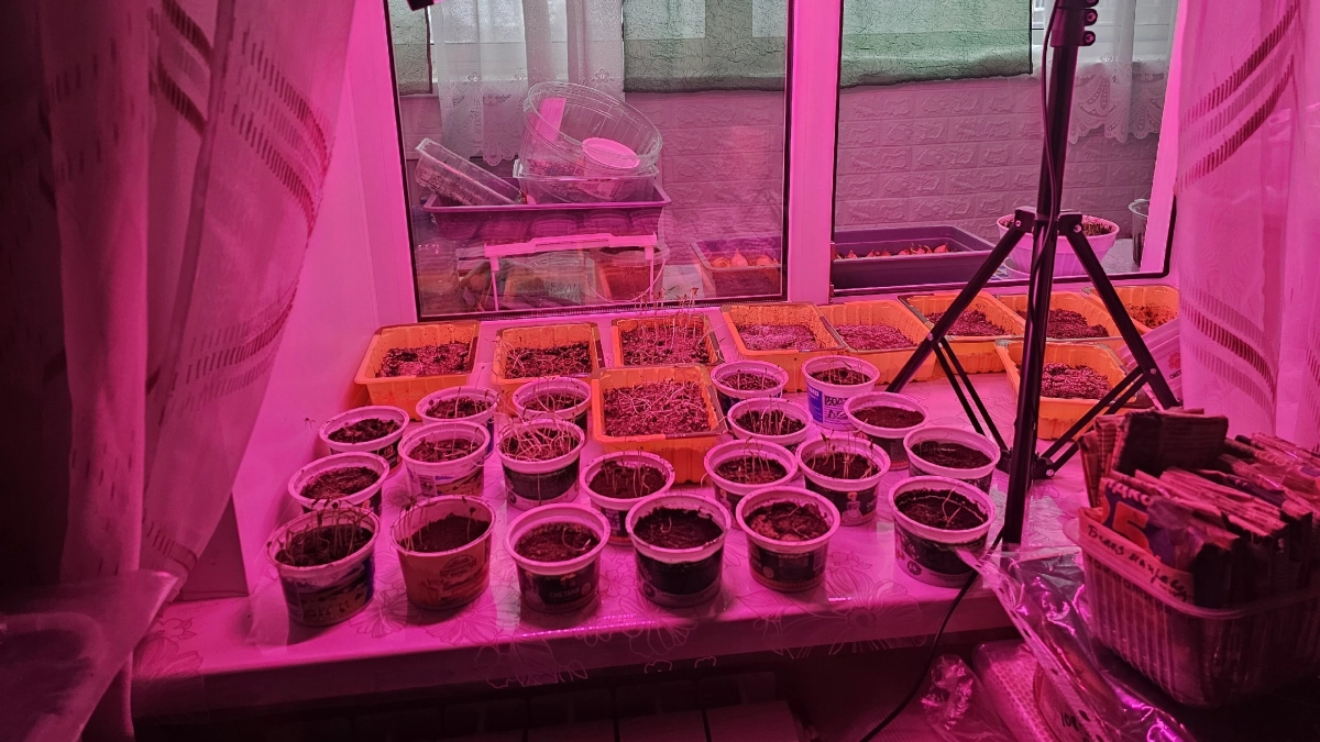 3 ложки - и рассада укрепится на глазах: любимая подкормка томатов и перцев в апреле