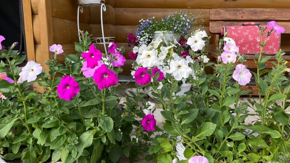 Сею вместо петунии и все лето не нарадуюсь: этот кустарник цветет с мая по ноябрь - ухаживать не надо