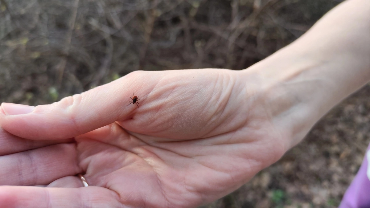 Готовьтесь к рекордному нашествию клещей: в Кировской области в 2026 ожидается аномальное количество паразитов 