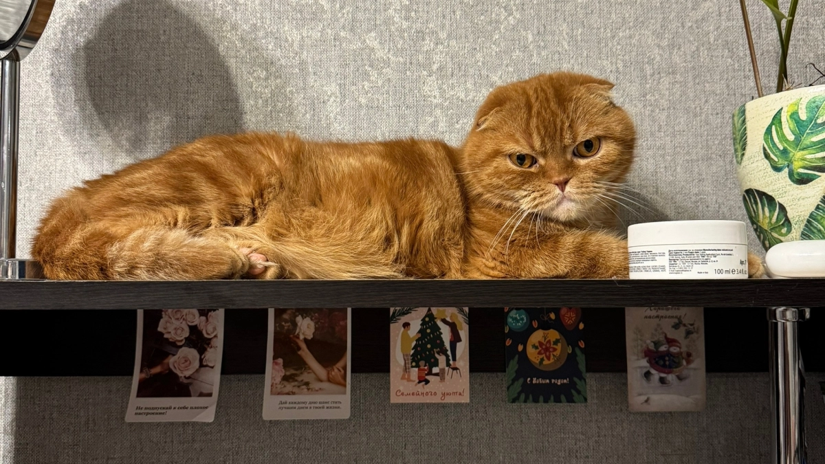 Злятся ли кошки, когда вы уезжаете? Фелинолог объяснил, почему это не просто обида