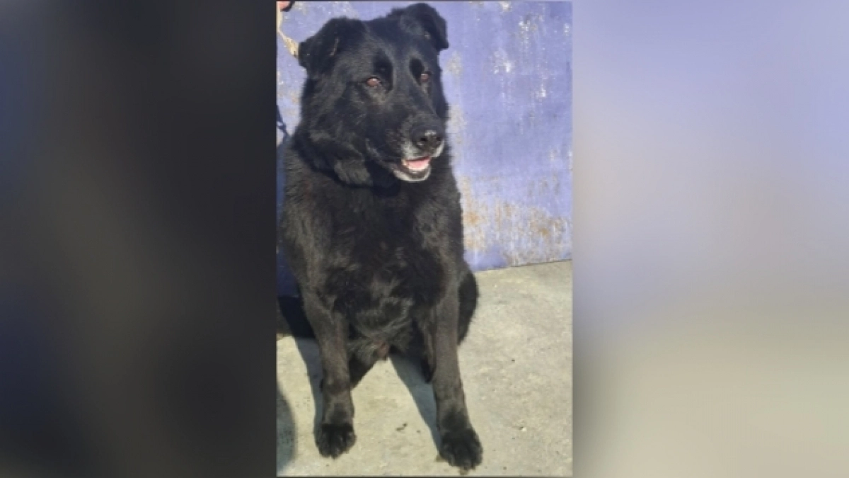 Хвостатая помощница кировских полицейских по кличке Ирма ищет новый дом