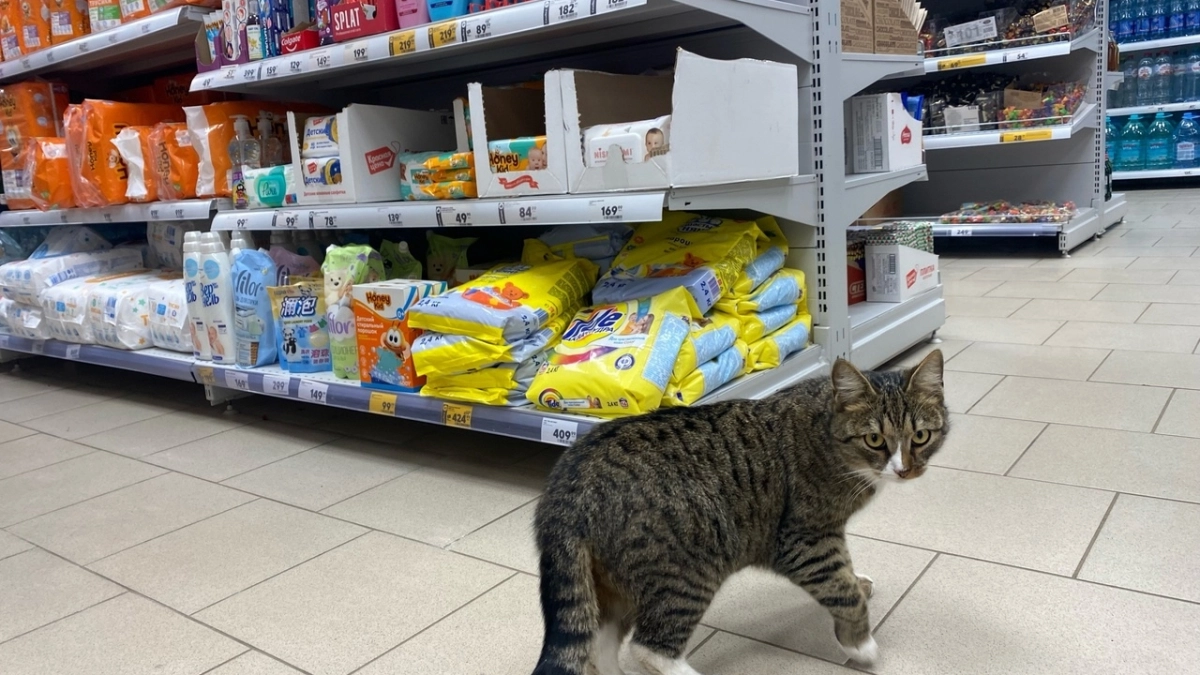 Стоят копейки, а стирают в 100 раз лучше элитных: топ-5 лучших стиральных порошков по мнению Роскачества