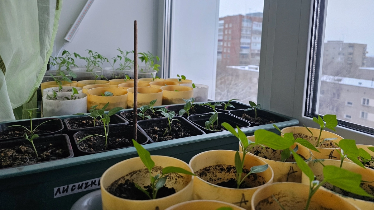 Не рассада, а мощные "крепыши": штука на 1 литр - перцы с томатами взойдут мощными и коренастыми