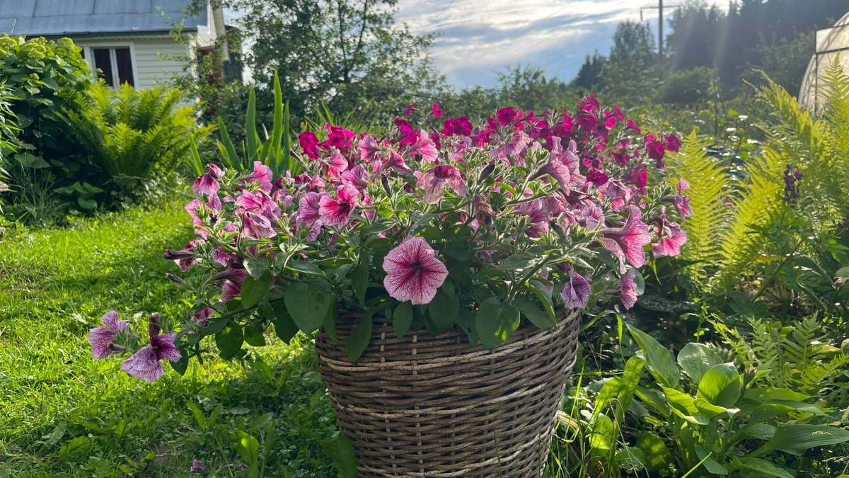 Этот дивный многолетник - королева сада: цветет яркими лиловыми гроздьями и пахнет свежим медом на всю округу