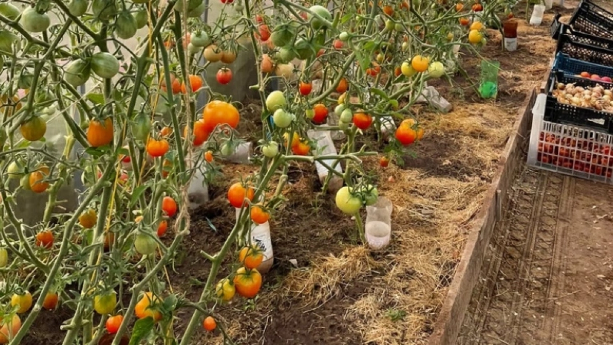 Всего чайная ложка и помидоры попрут гроздьями: бабушкин способ, который всегда работает