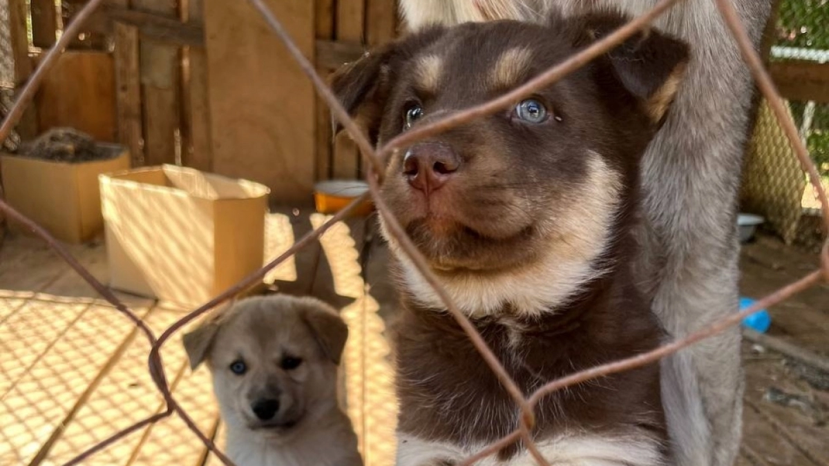 Более 100 кг корма собрали кировчане в поддержку бездомных животных