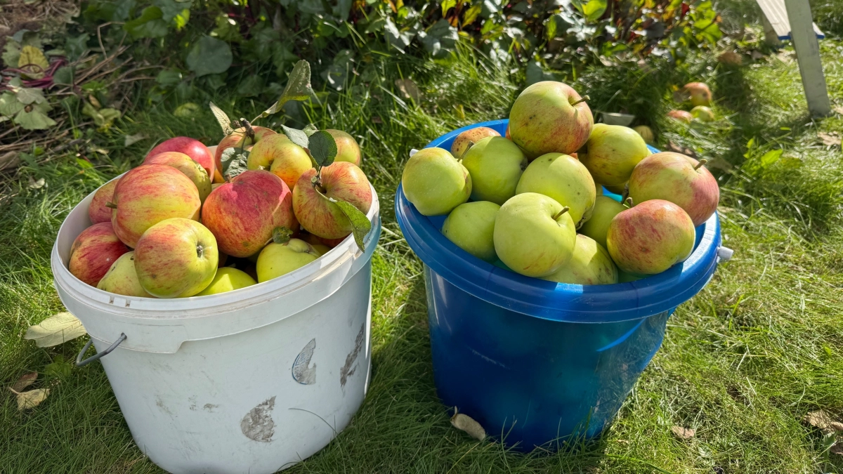 Что делают финны и шведы с излишками яблок и груш и как на них зарабатывают: а мы все раздаем и выкидываем