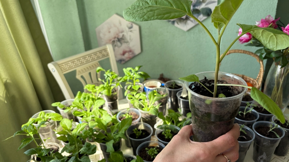 Лью под перцы и томаты каждые 2 дня: ленивый способ вырастить не рассаду, а настоящие "дубки"