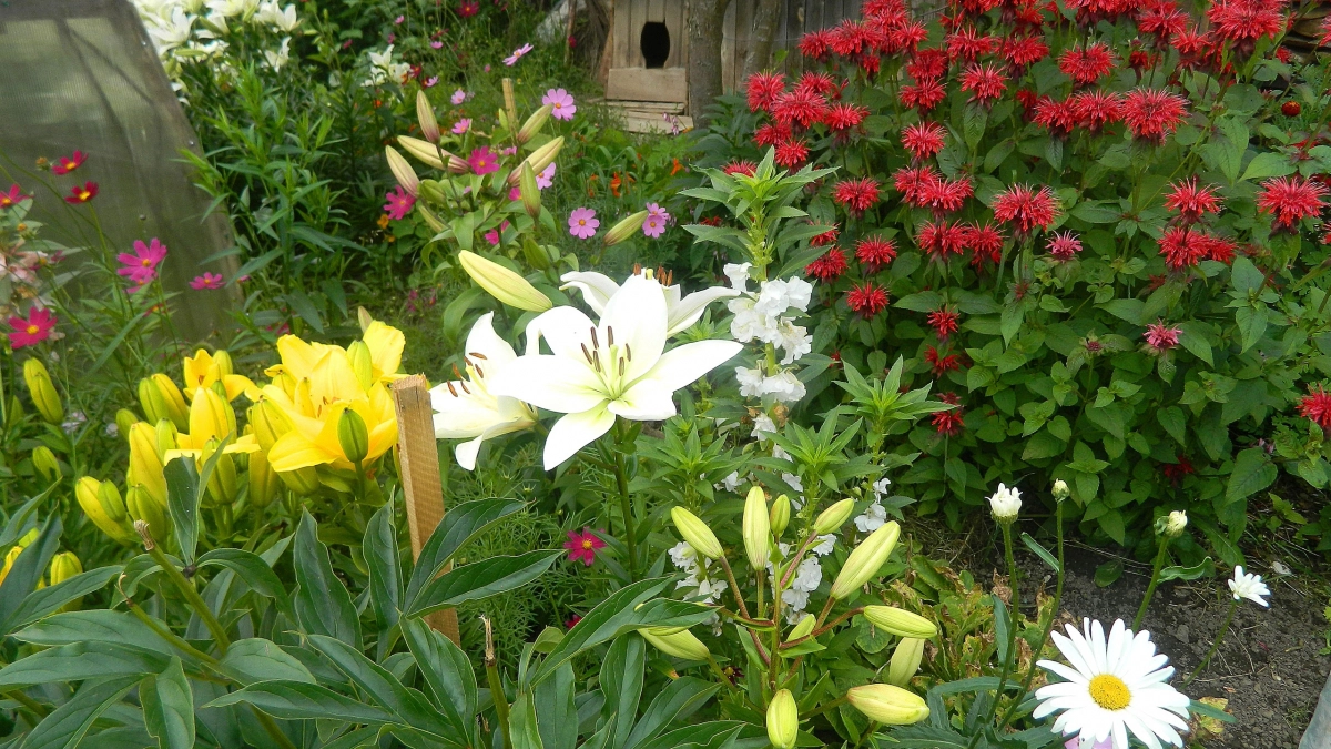 Как же радует меня этот многолетник: все лето усыпан яркими цветами, а ухода почти не требует