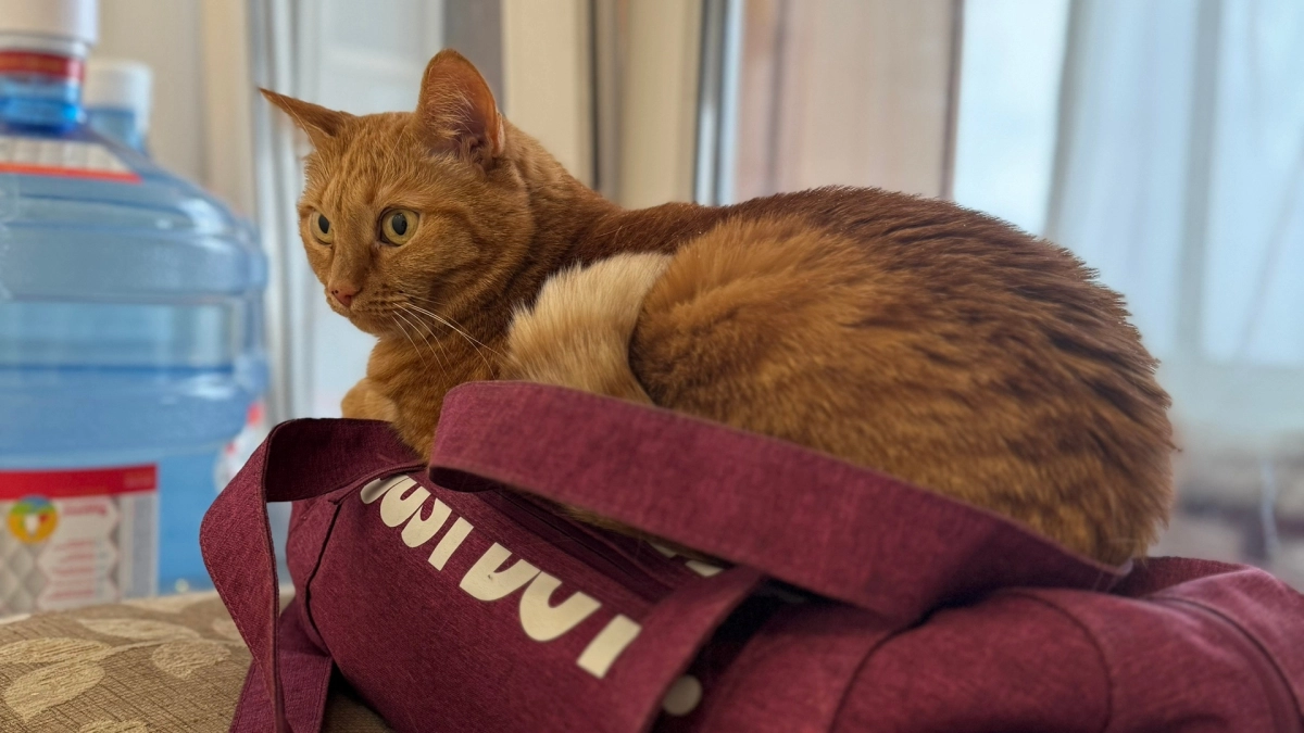 Как избавиться от запаха кошки в квартире: советы эксперта, которые реально работают