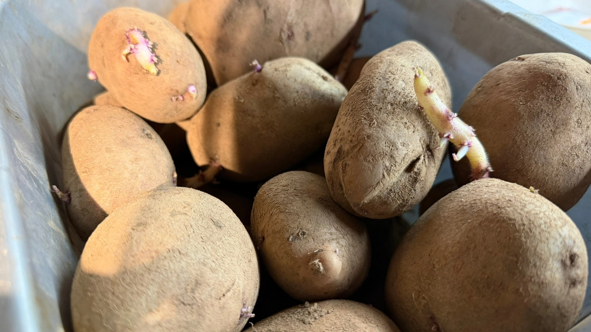 1 горсть в лунку – и картофель растет размером с апельсин: богатый урожай гарантирован