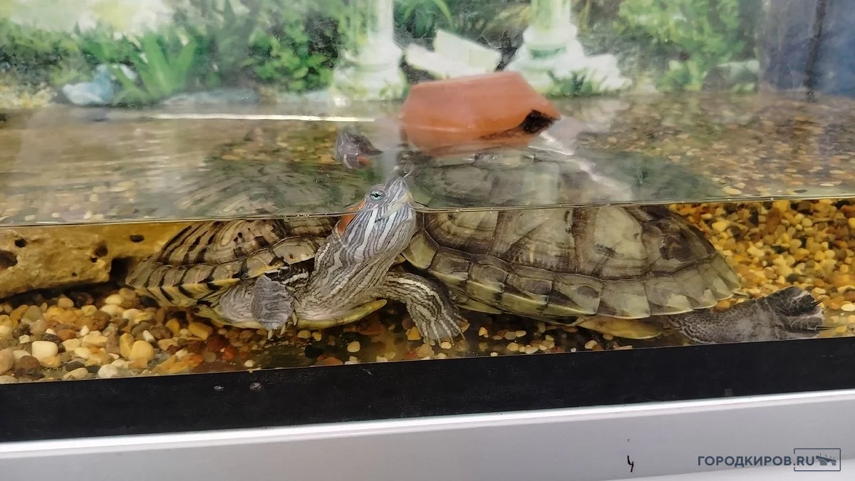 В Кирове срочно ищут кровь для красноухой черепахи