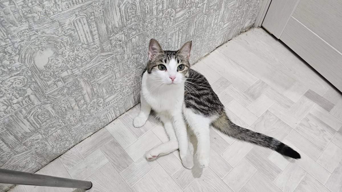 Что кошки любят больше всего на свете: 8 вещей, которые должен знать каждый хозяин