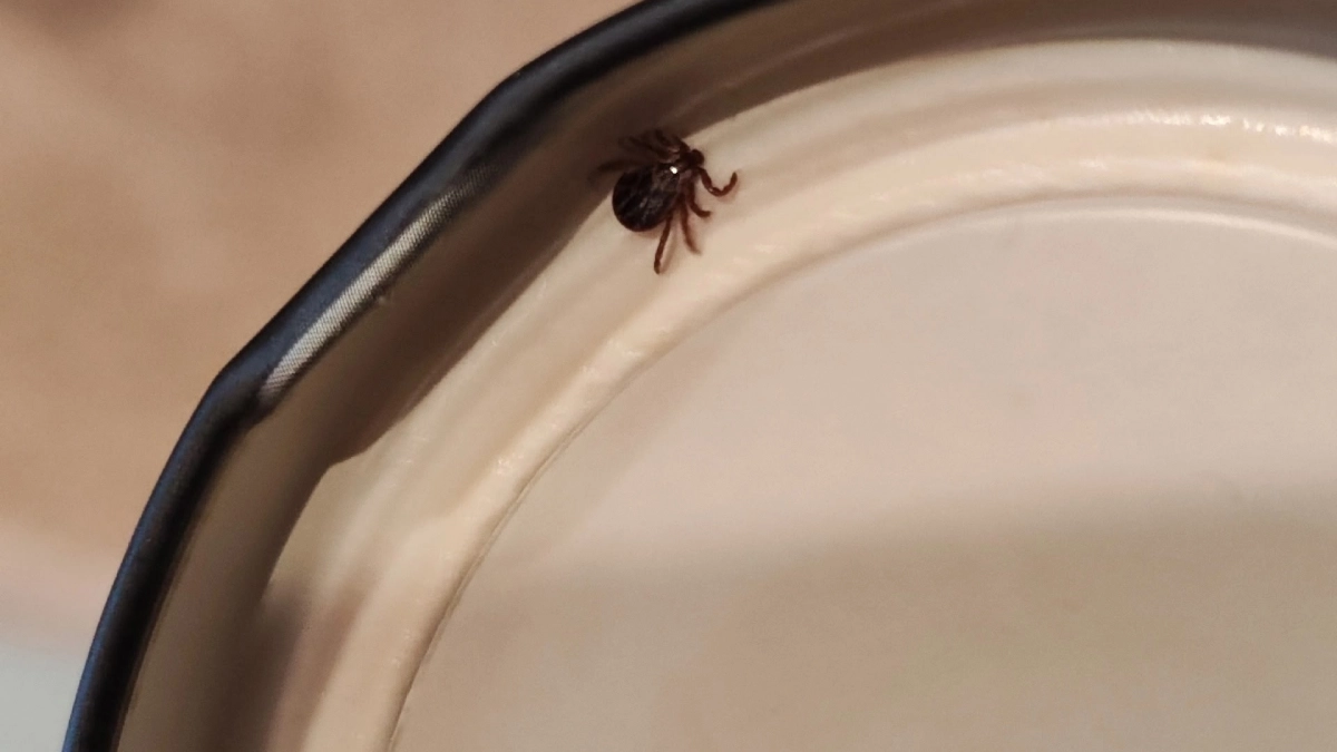 Готовьтесь к рекордному нашествию клещей: в Кировской области в 2026 ожидается аномальное количество паразитов 