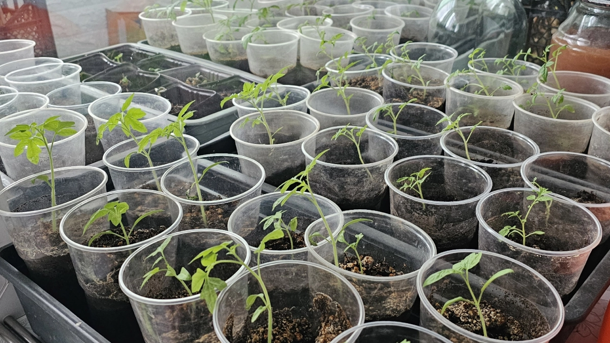 Что я делаю после всходов рассады томатов: 4 дела для роста стеблей в ширину - томаты никогда не вытягиваются и растут крепкими