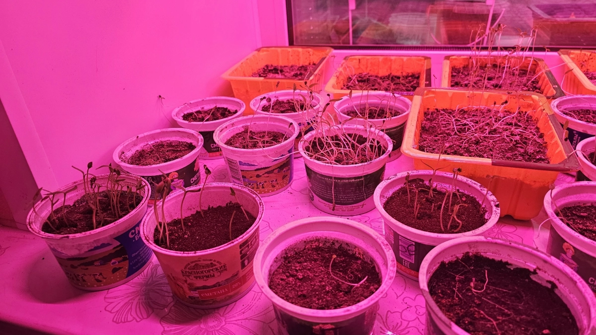 Деревенский лайфхак для чахлой рассады: всего 3 дня - и она сильная, толстенькая, как дубок