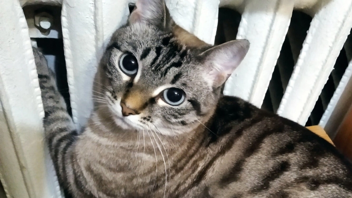 Обнародованы даты отключения отопления во всех домах России - сроки по городам