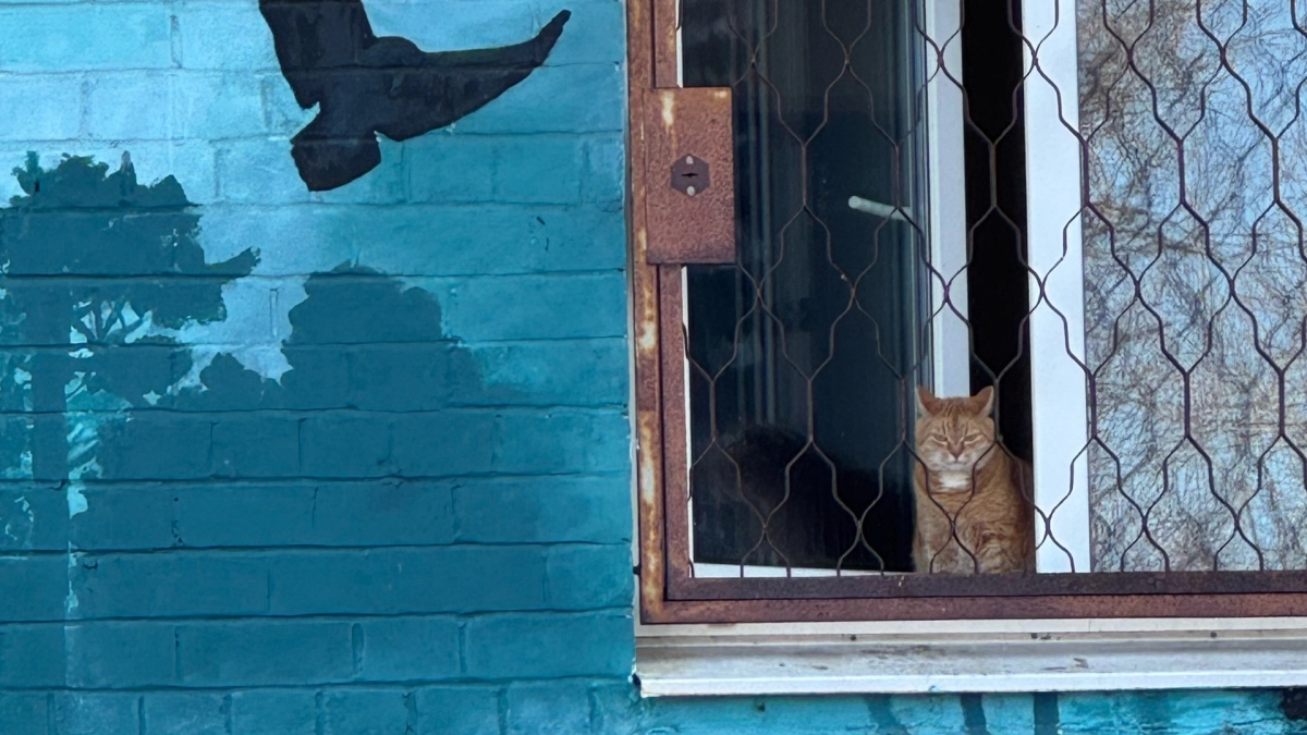 Как кошка прощается с вами навсегда: эти сигналы легко заметить - главное, уметь их читать