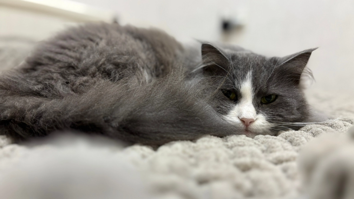 Кот мяукает без остановки и ходит по дому - это не каприз, а тревожный сигнал. Почему хозяева его игнорируют