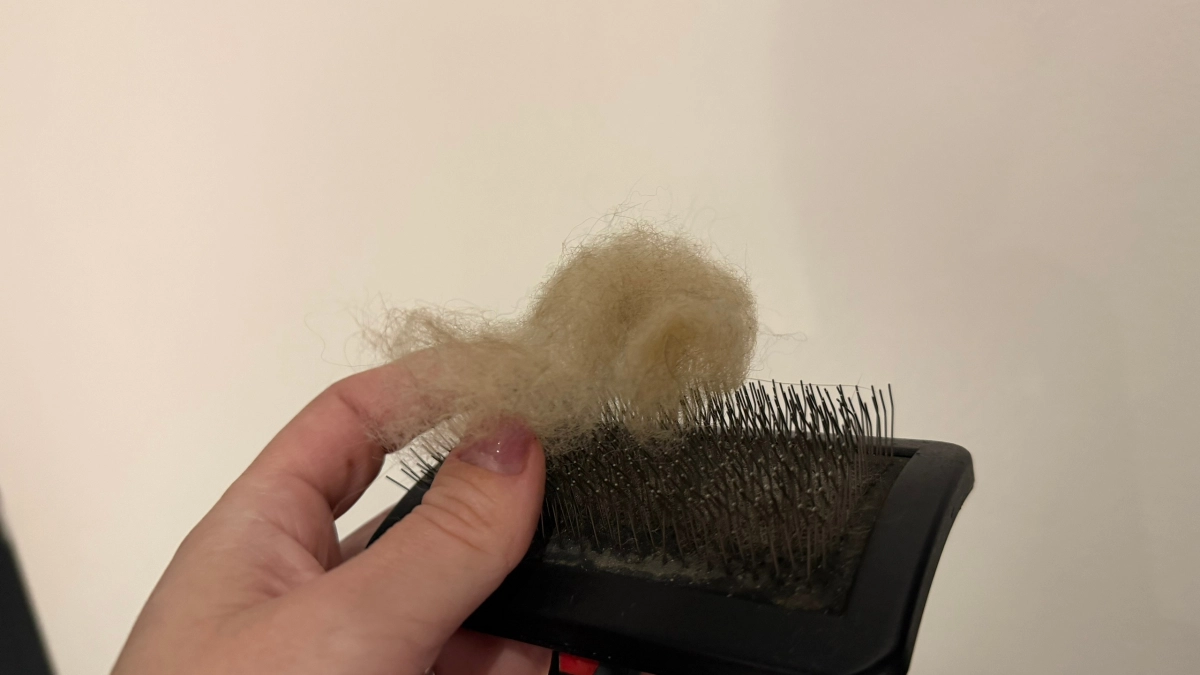 Валик и пылесос не нужны: простой лайфхак убирает шерсть с мебели мгновенно