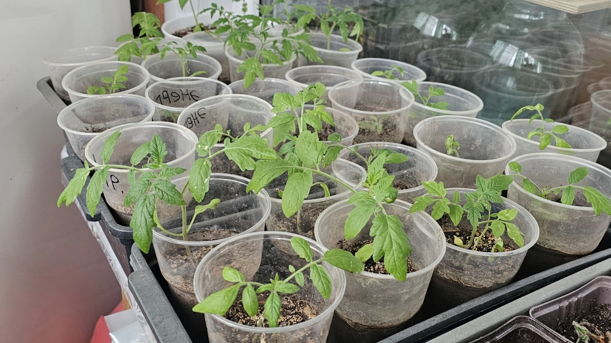 Рассада помидоров вытянулась: многие ошибаются и остаются без урожая - спасет простое действие